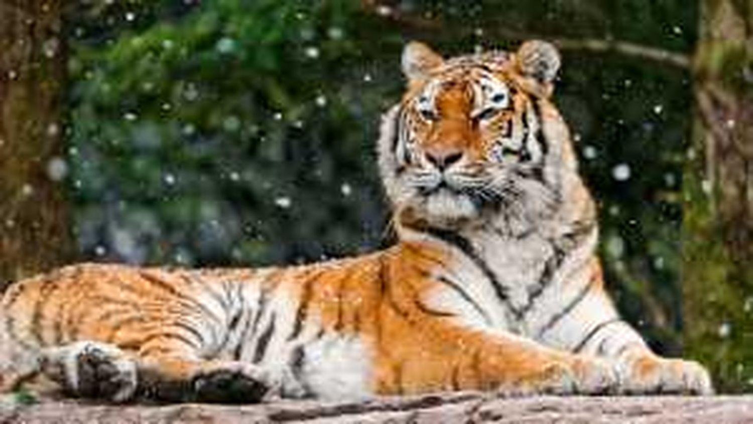 Тигр и падающий снег