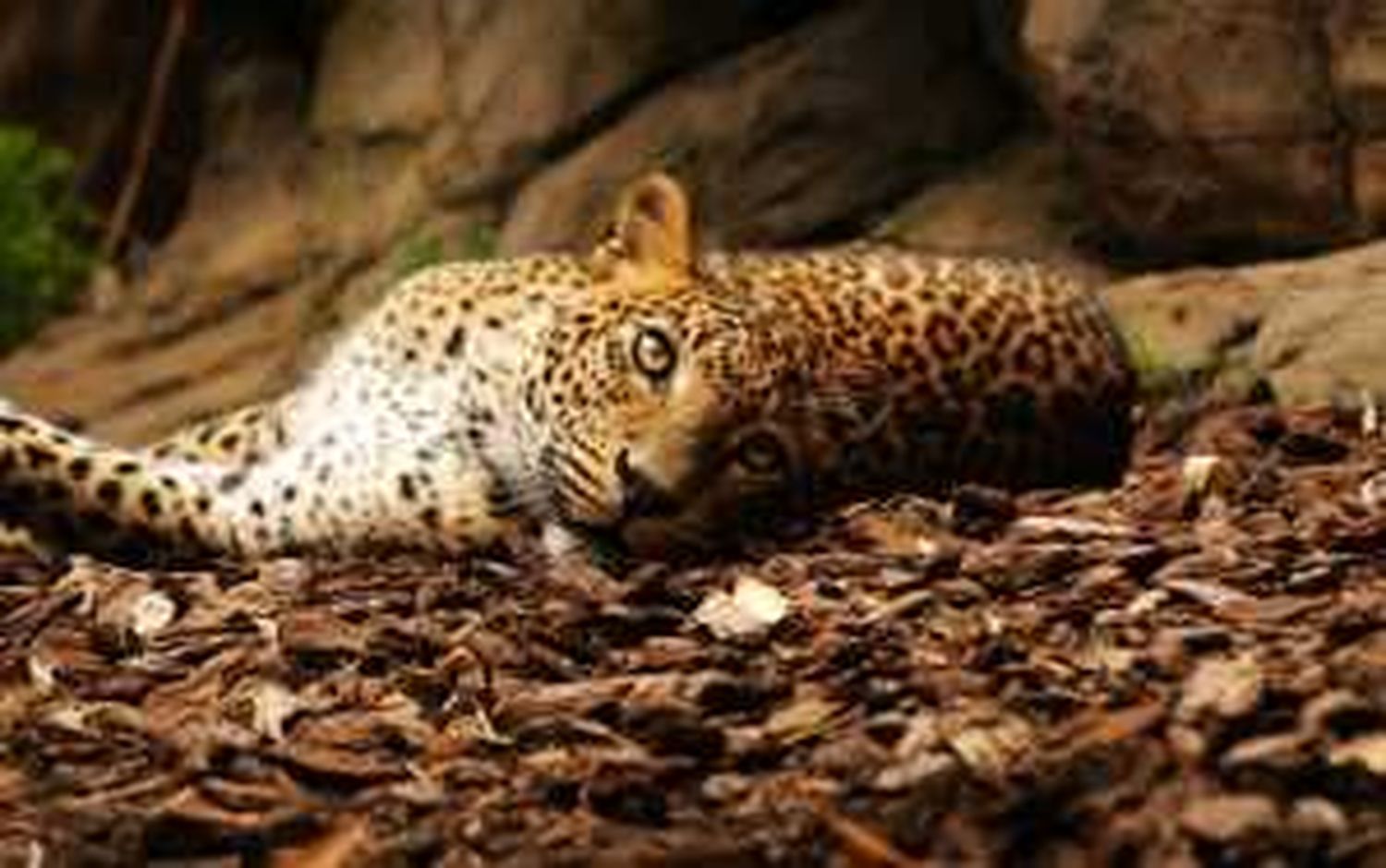 Леопард лежит и смотрит