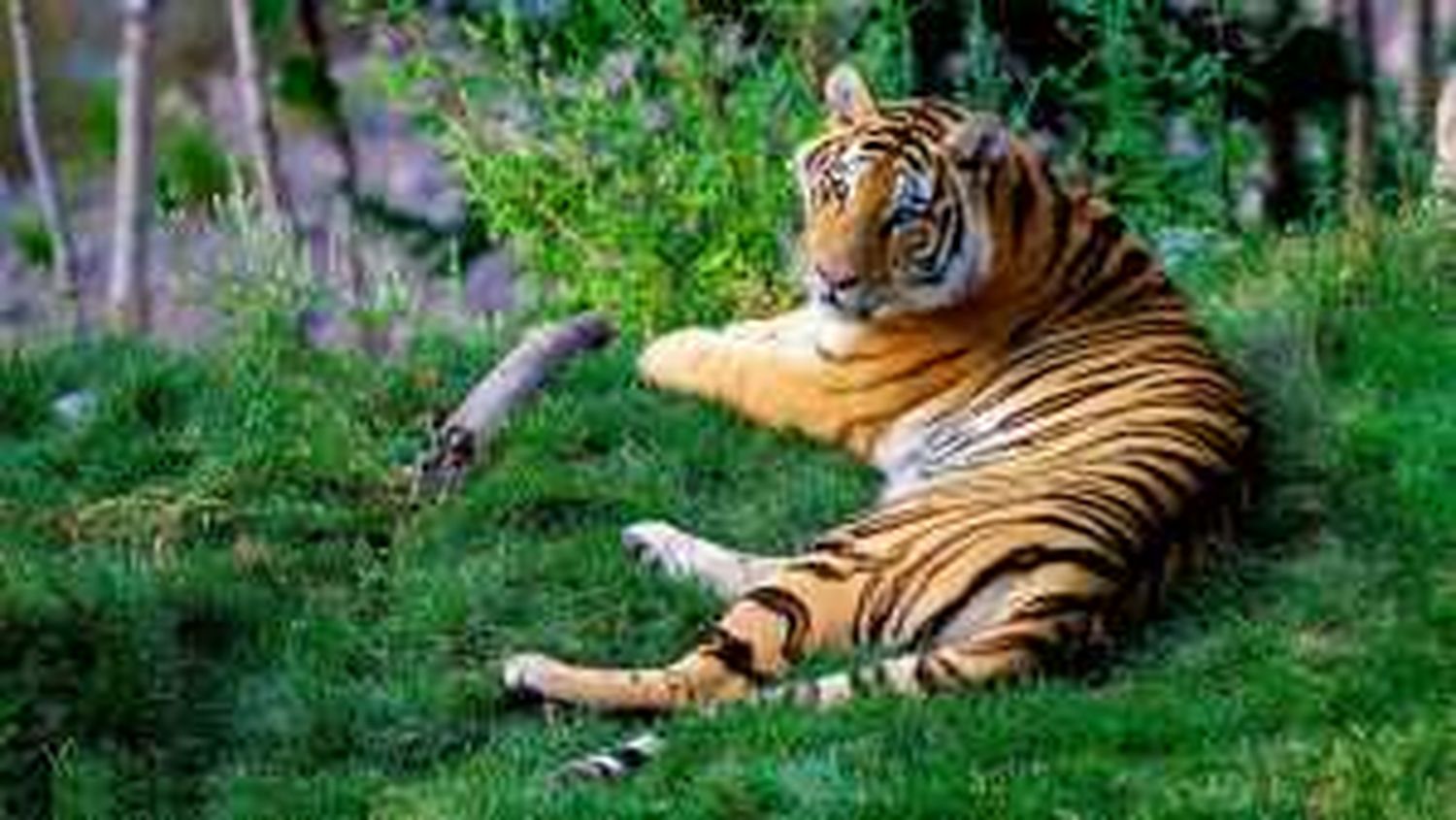 Тигр на травке