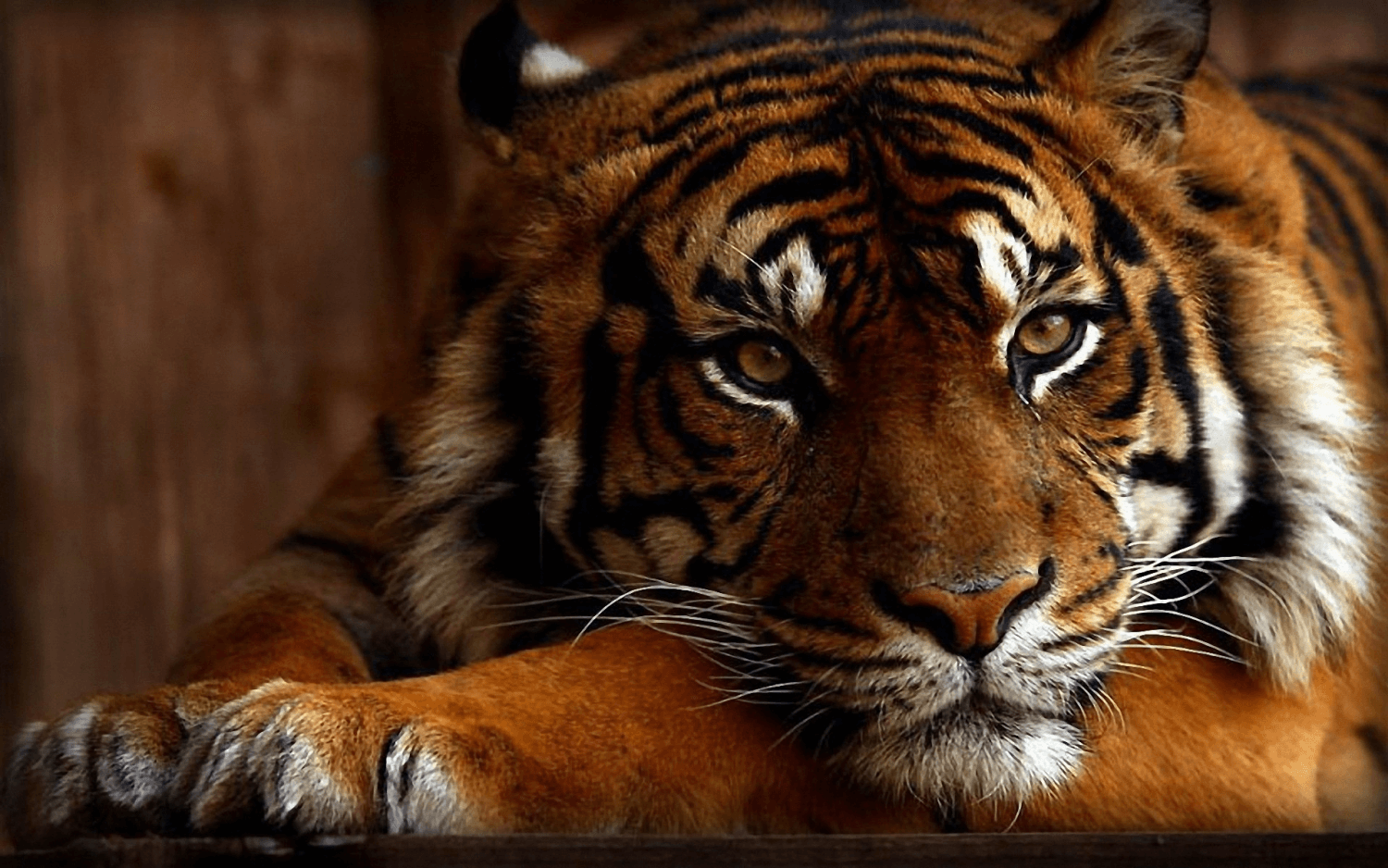 Смотрящая тигрица