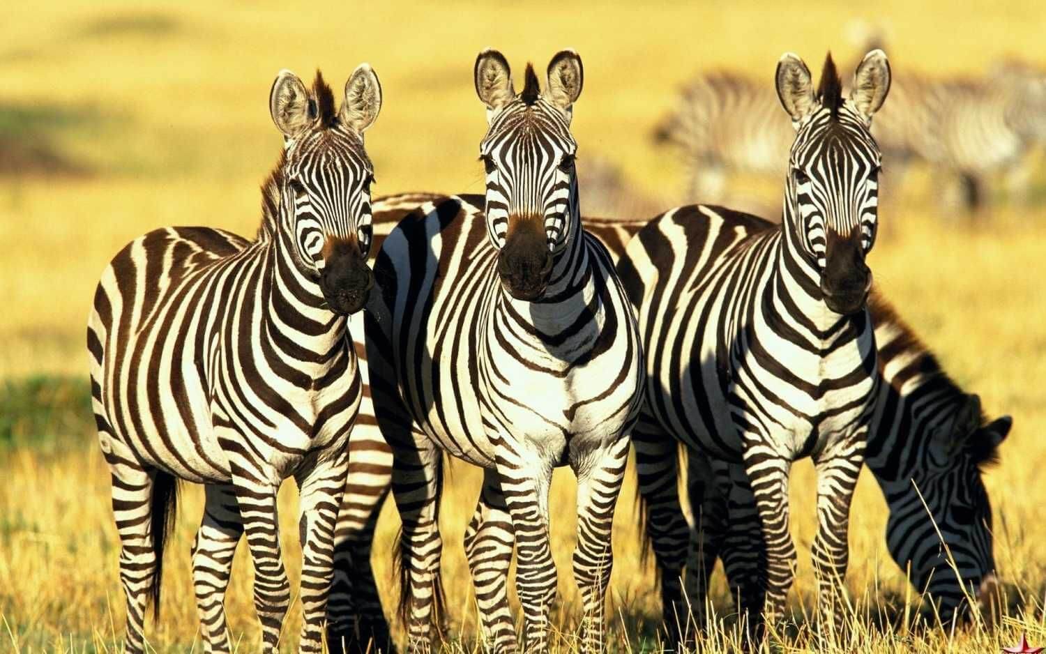 Молодые зебры