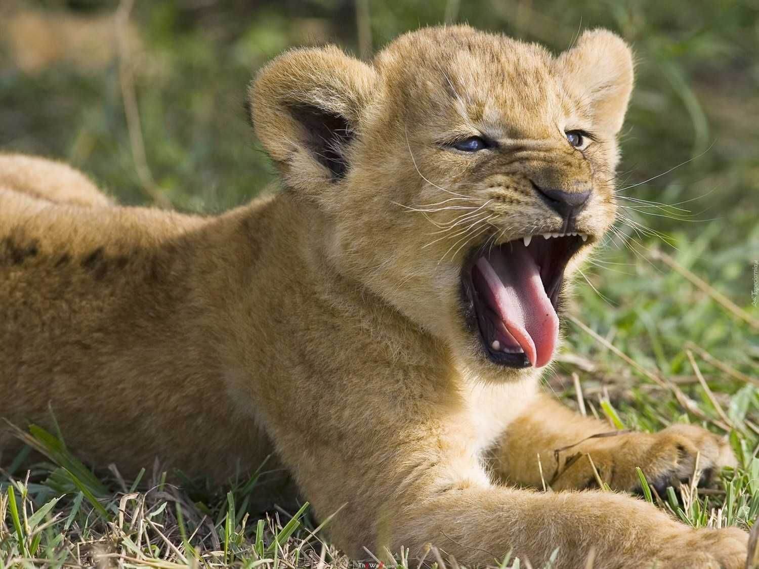 Лев зевает