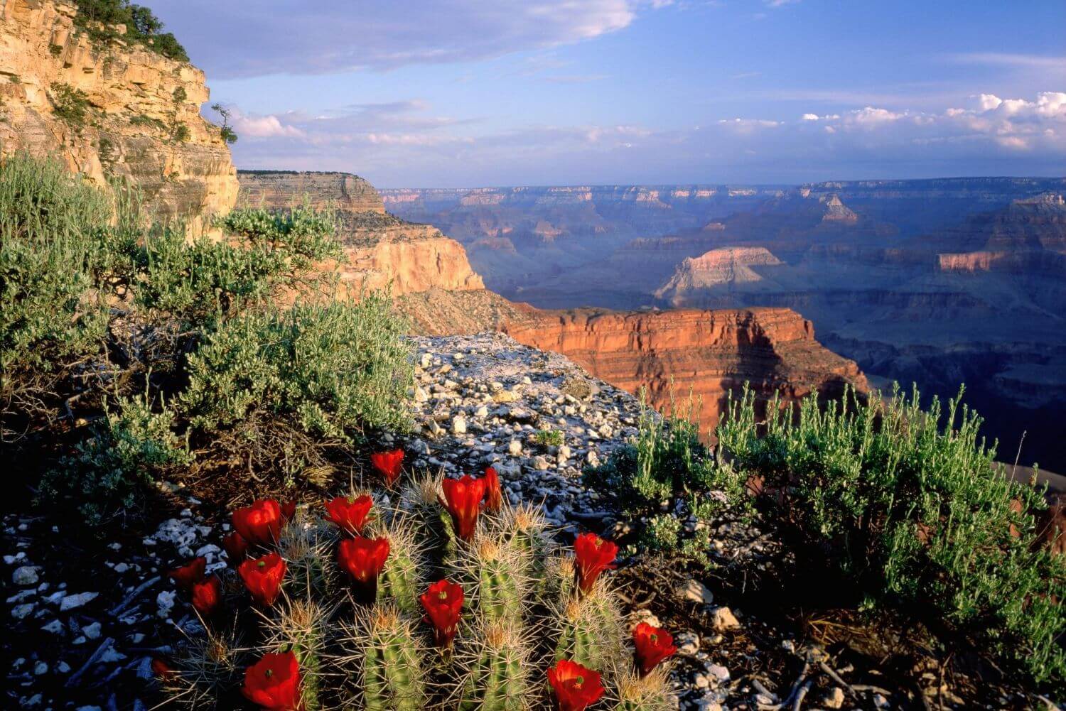 Национальный парк Гранд-каньон растительный мир
