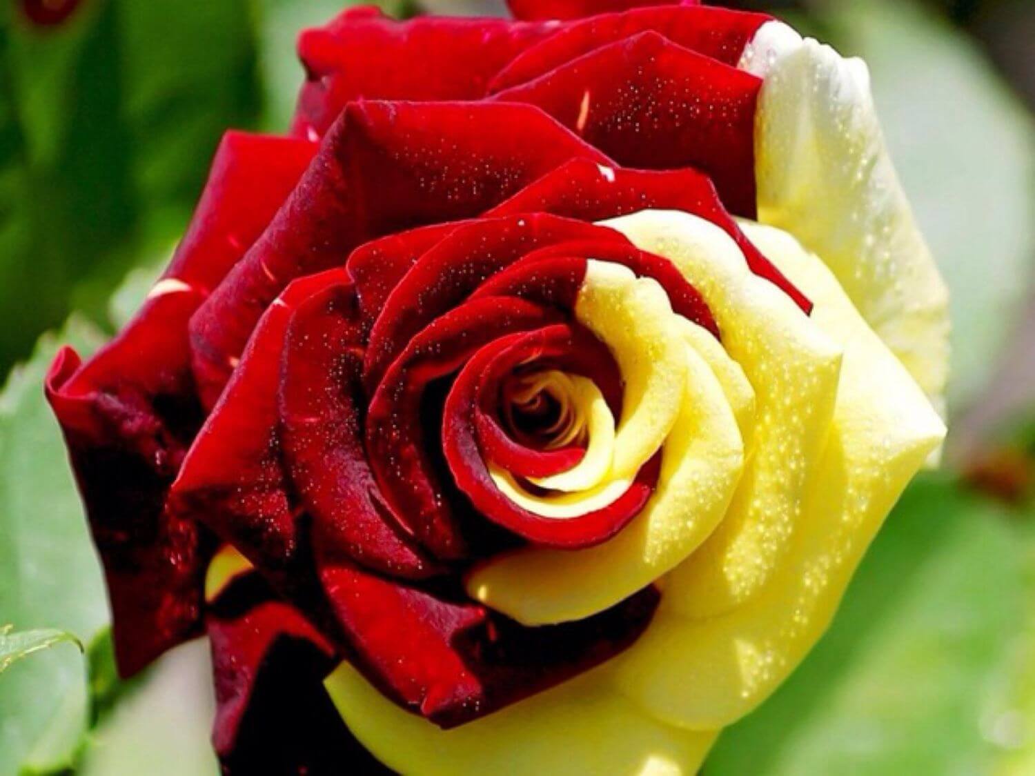 Двухцветная роза Осирия