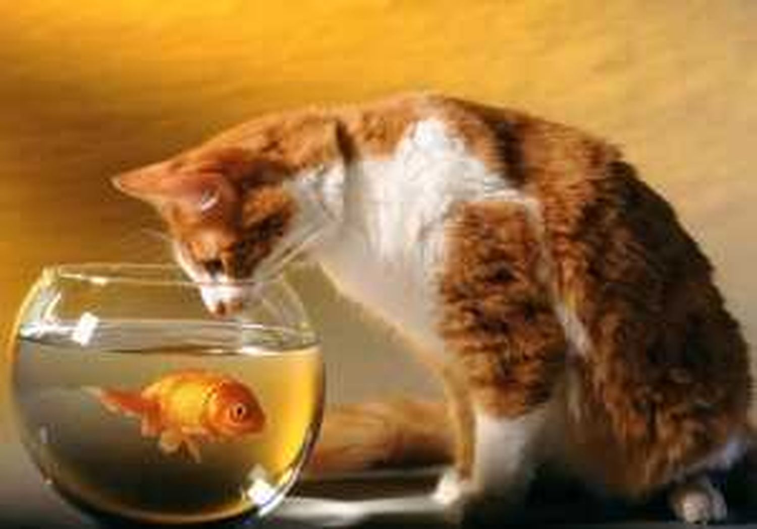 Котик с рыбкой