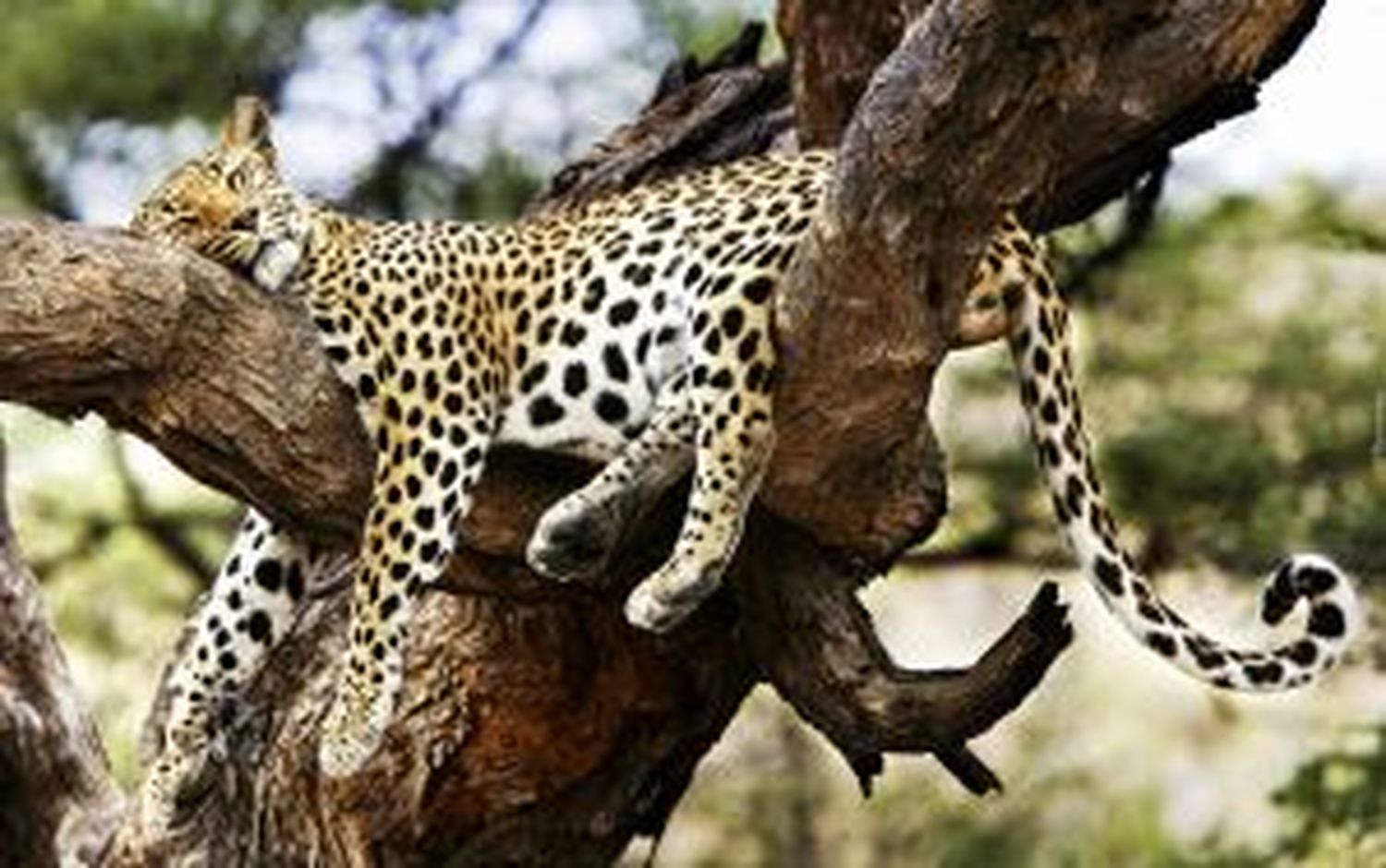 Спящий леопард на дереве