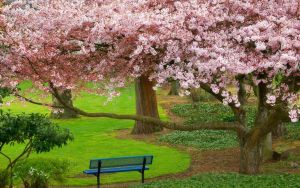 Цветущая вишня в парке