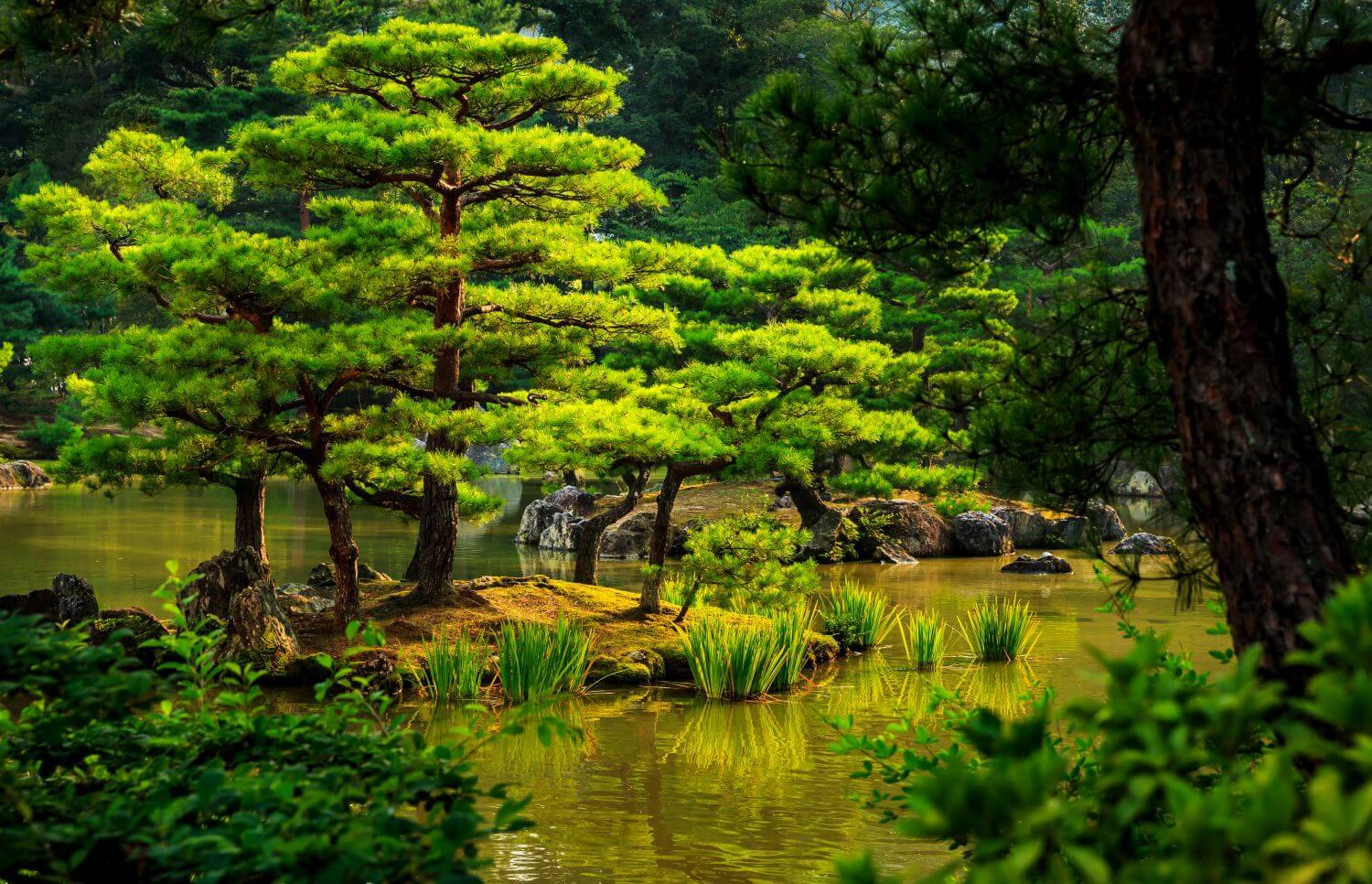 Сад Киото