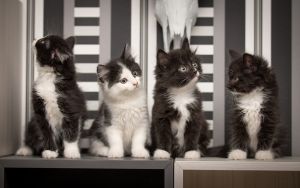 Черно-белые котята