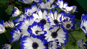Бело-синие цветы