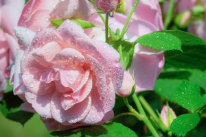 Розовый розы