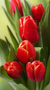 Красные тюльпаны в каплях