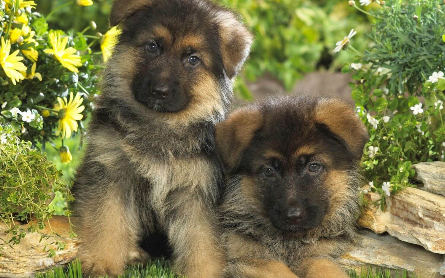 Два щенка