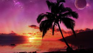 Красивый закат и пальма