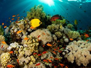 Барьерный риф