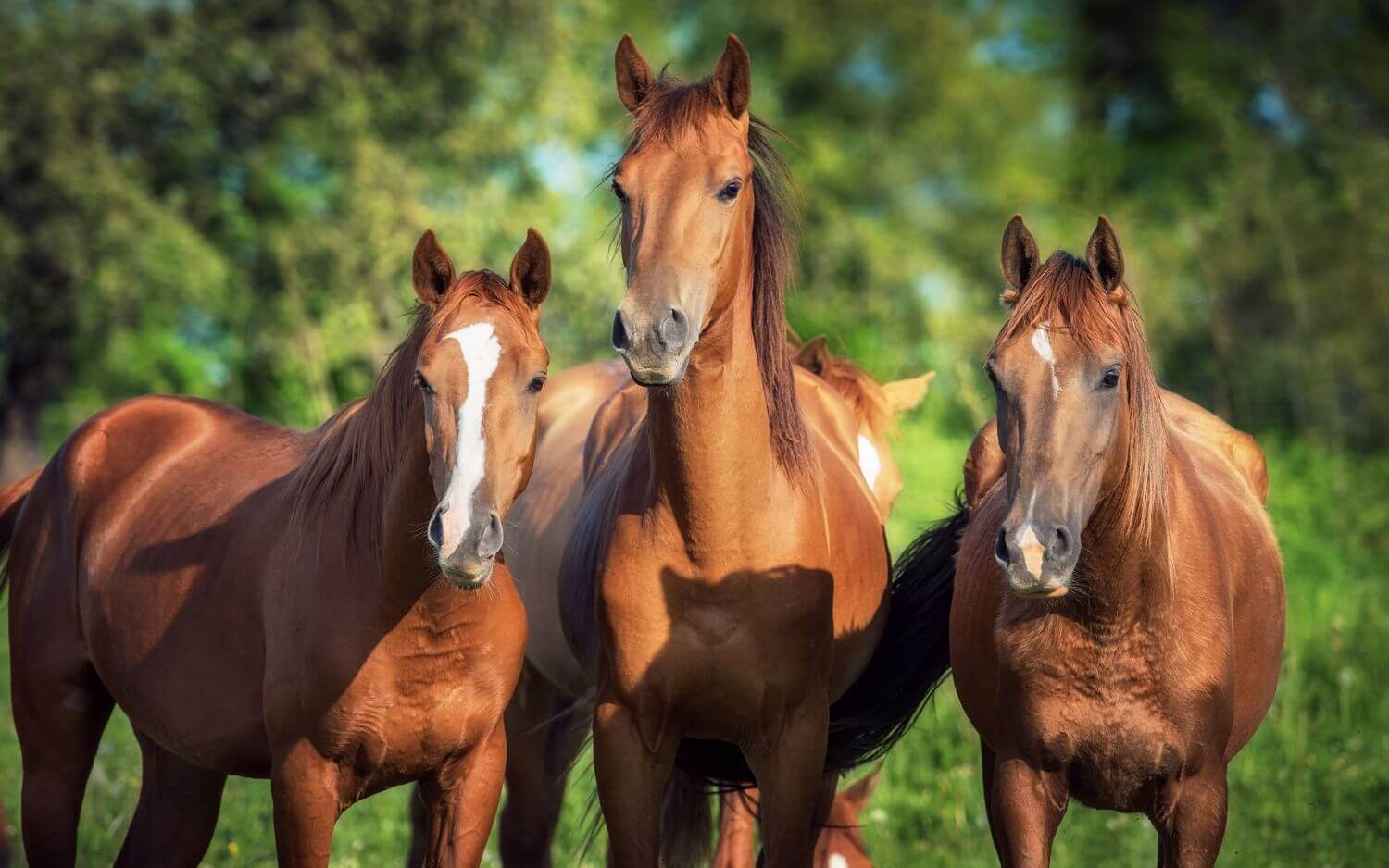Три рыжие лошадки