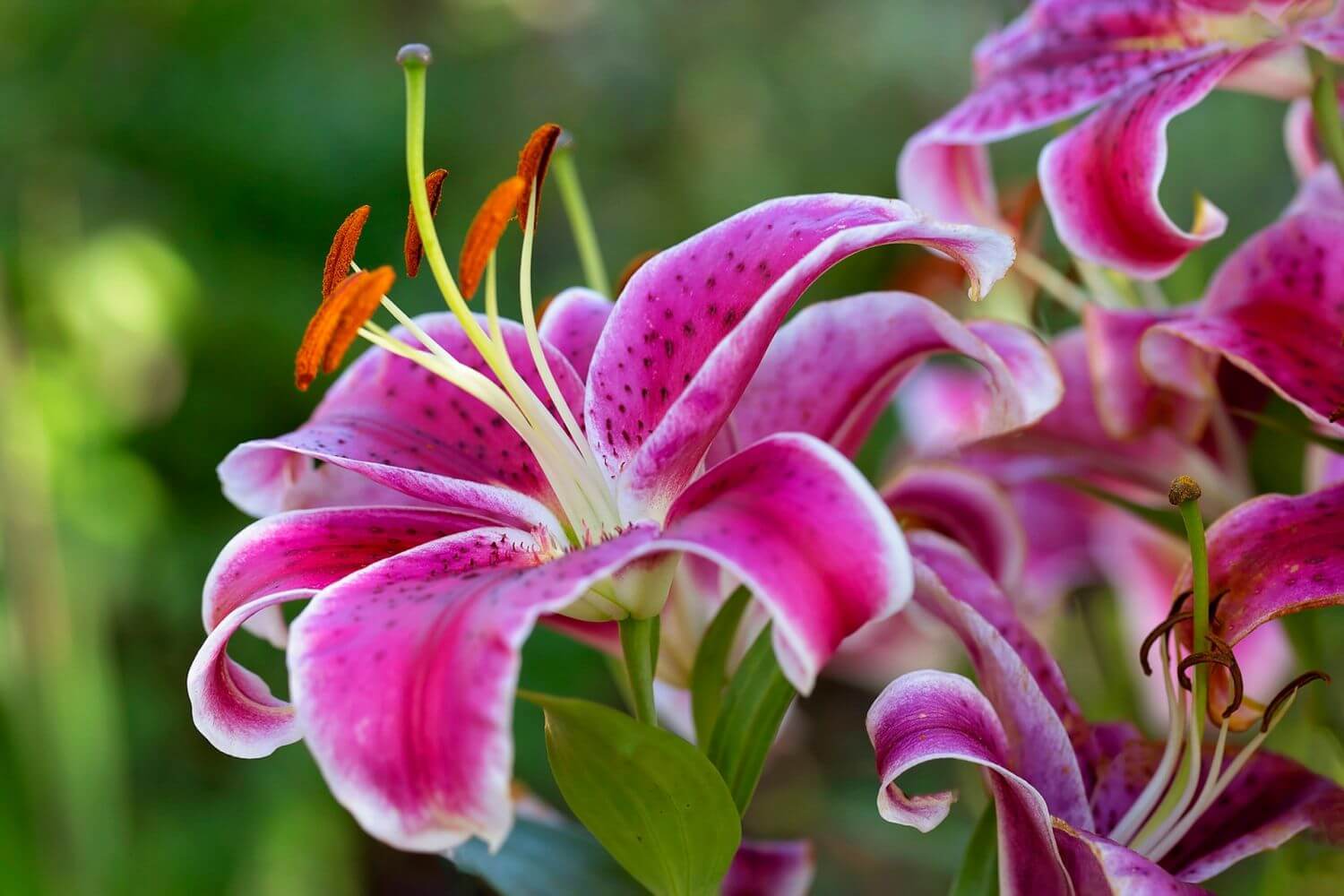 Фото лилии цветок высокого качества
