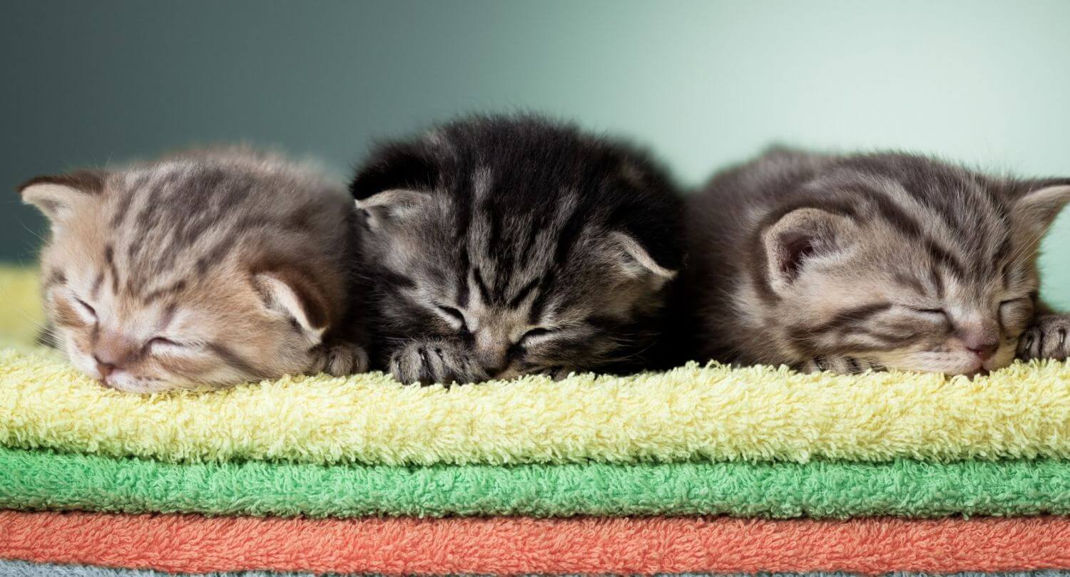 Пазл спящие котики - разгадать онлайн из раздела Животные бесплатно
