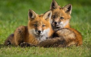Милые лисицы