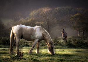 Две лошади в лесу