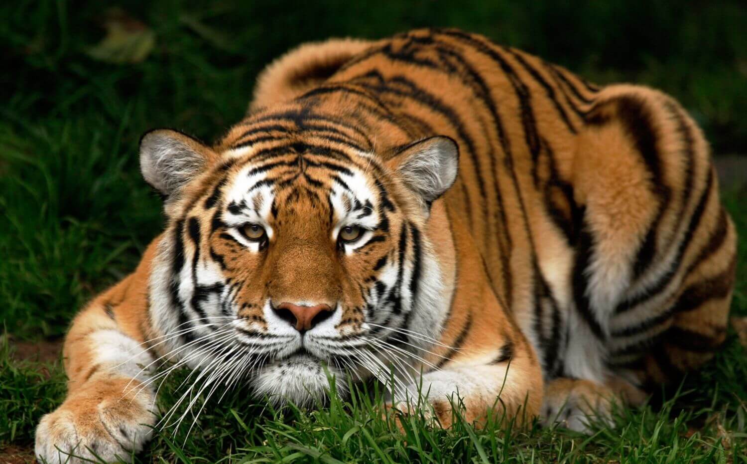 Сытый тигр