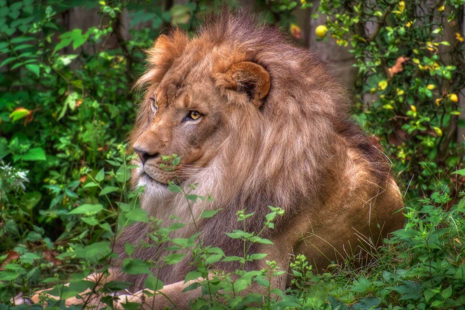 Масайский лев