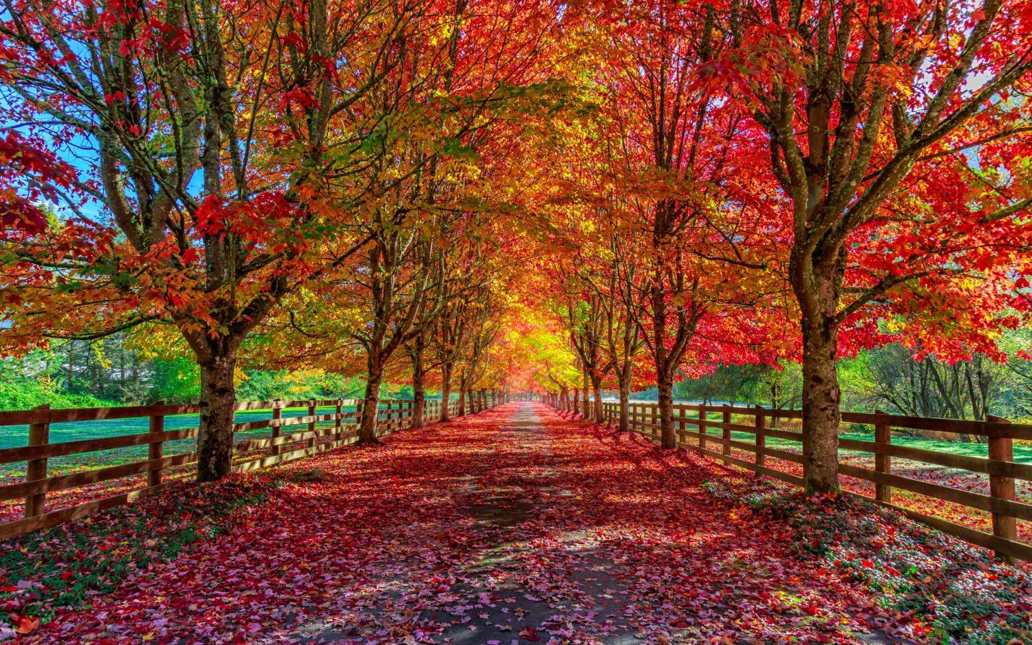 Осенняя алея