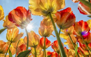 Тюльпаны и солнце