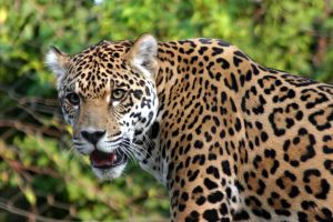 Ягуар с открытым ртом