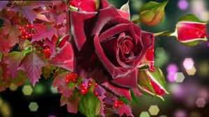 Бархатная бордовая роза