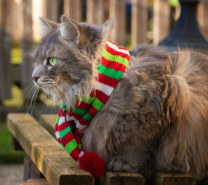 Кот в шарфике