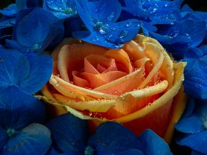 Желтая роза в синих лепестках