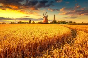 Пшеничное поле и мельница