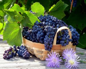 Виноград в корзине