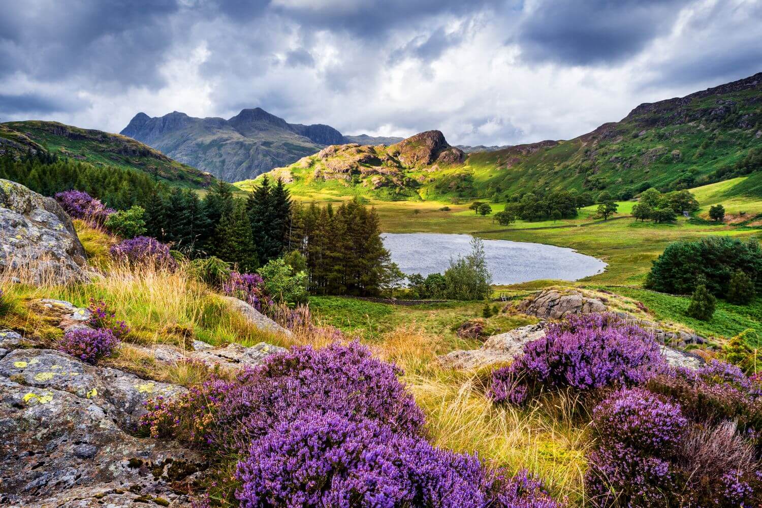 Цветущий Вереск в Шотландии