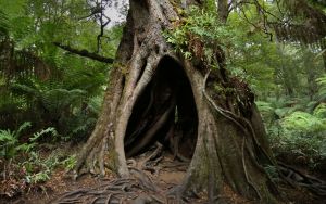 Дерево шалаш