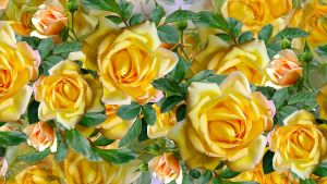 Желтые пышные розы