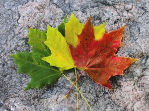 Три кленовых листика