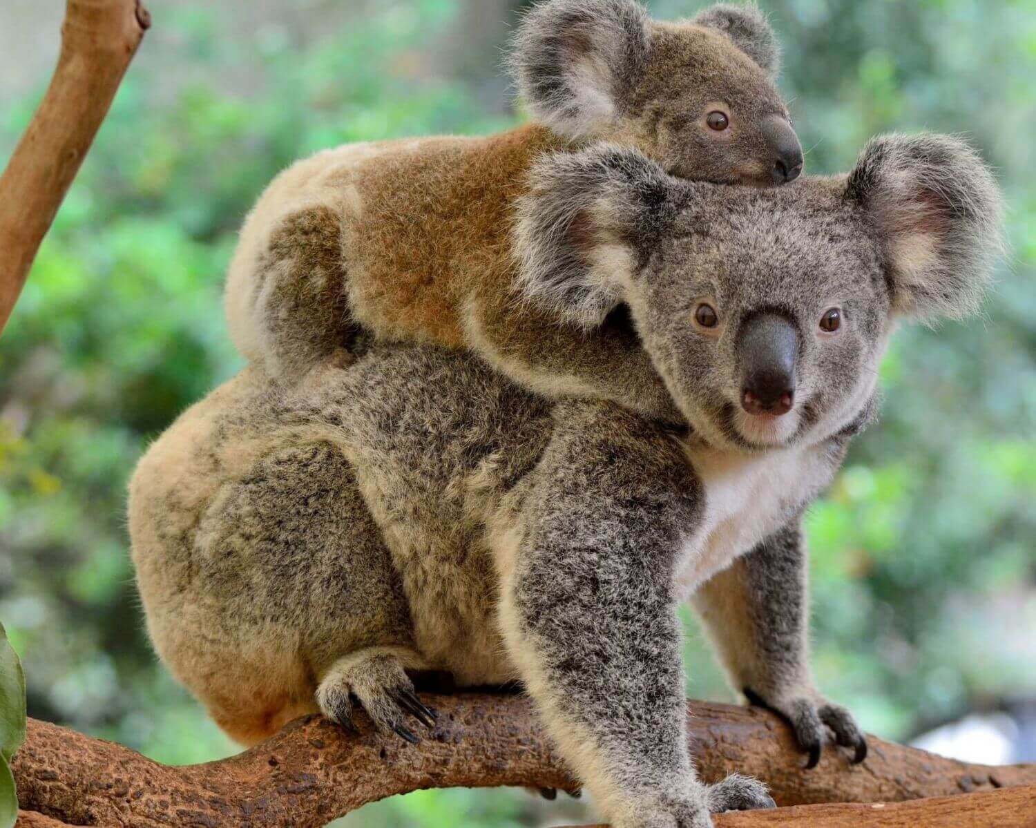 Пазл коала мама и малыш - разгадать онлайн из раздела 