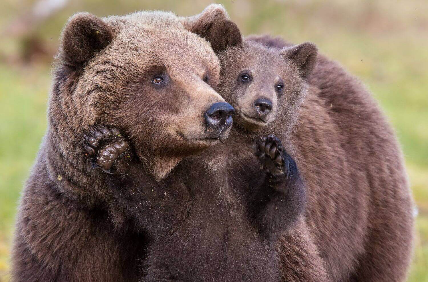 Медведица с малышом