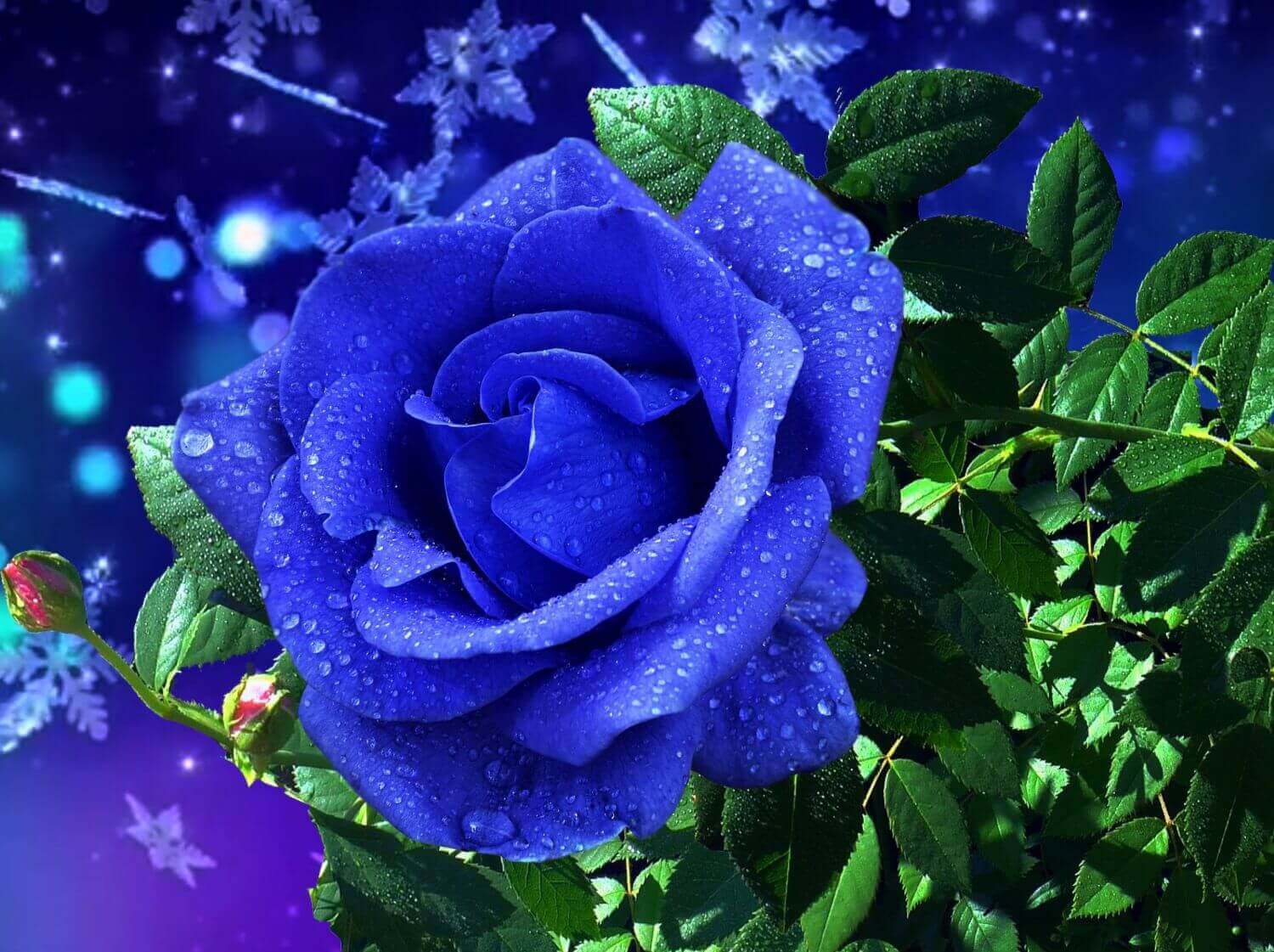 Синяя роза и снежинки
