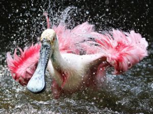 Розовая колпица