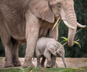 Слониха и слонёнок