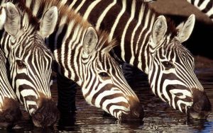 Зебры пьют воду