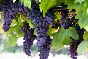 Виноградные грозди