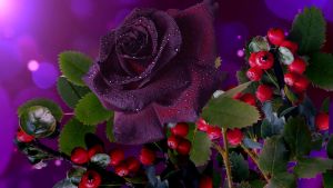 Фиолетовая роза и ягоды