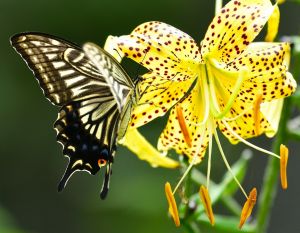 Бабочка и лилия