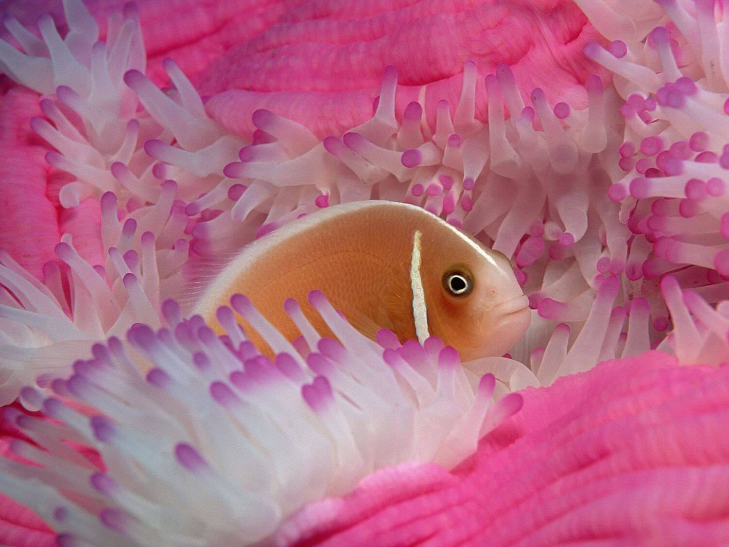 Пазл розовая рыбка - разгадать онлайн из раздела Природа бесплатно