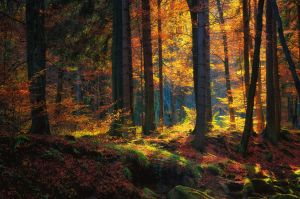 Осенний тихий лес