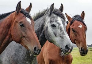 Три лошадки